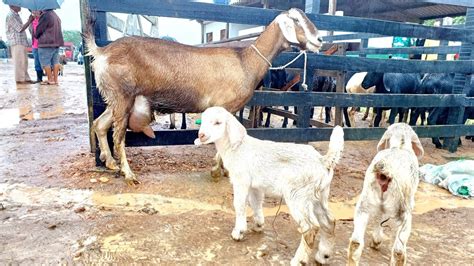 Feira De Caprinos E Ovinos E Cabras Leiteira Em F Lha Mi Da Al Brasil