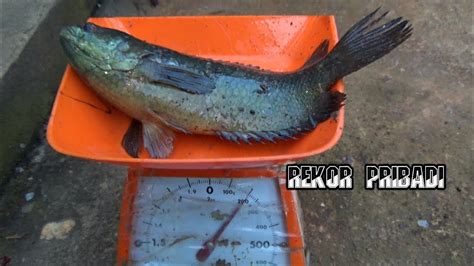 Mancing Di Parit Kecil Pinggir Hutan Ternyata Spot Di Huni Ikan Ikan