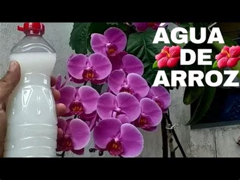 Gua De Arroz Para Orqu Deas Saiba Como Fazer Enraizador Natural