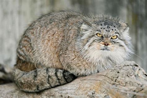 Elusive Wildcat Found To Be Living On Mount Everest