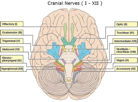 Images Cranial Nerves Brain Anatomy And Function Cranial Nerves Anatomy