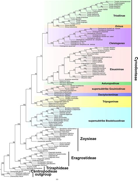 Frontiers Plastid Phylogenomics And Morphological Character Evolution