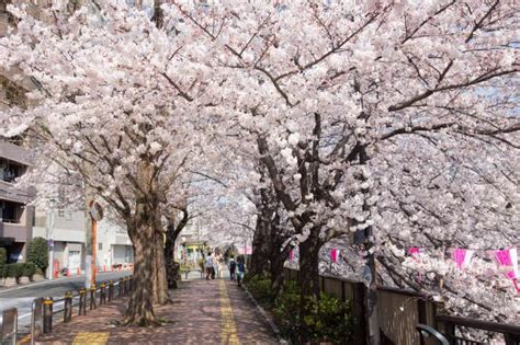 See Meguro River Cherry Blossoms Tokyos Most Famous Sakura Spot