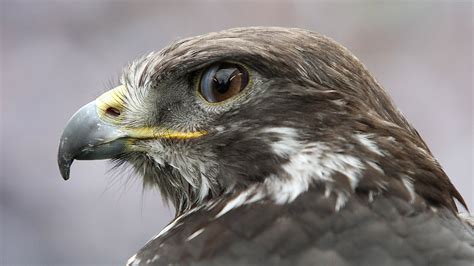 Taima the Hawk harasses Seahawks fan during game vs. Rams | Fox News