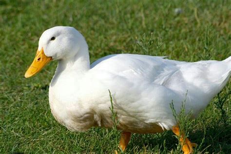 American Pekin Pekin Duck Types Of Ducks Duck Species