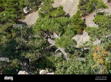 Pine Tree Gulch Hi Res Stock Photography And Images Alamy