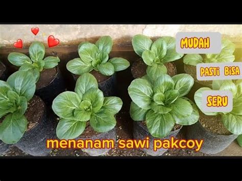 Cara Menanam Sawi Pakcoy Dari Semai Biji Sampai Panen Youtube