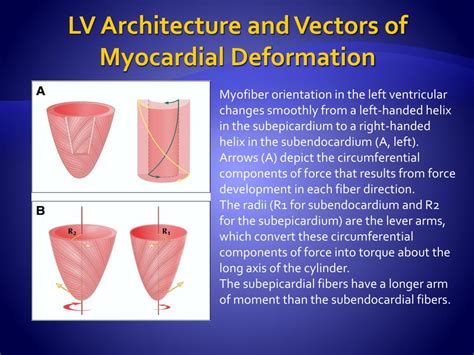 Ppt Lv Architecture And Vectors Of Myocardial Deformation Powerpoint