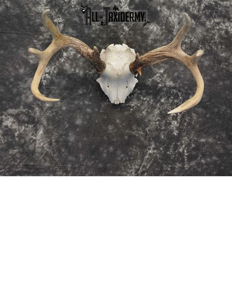 Whitetail Deer European Taxidermy mount for sale SKU 1039 - All Taxidermy