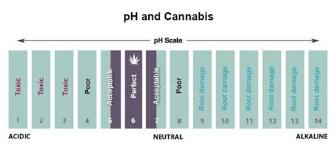 Autoflower Cannabis Plants Feeding Schedule Dutch Passion