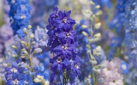 How To Plant Grow And Care For Delphiniums