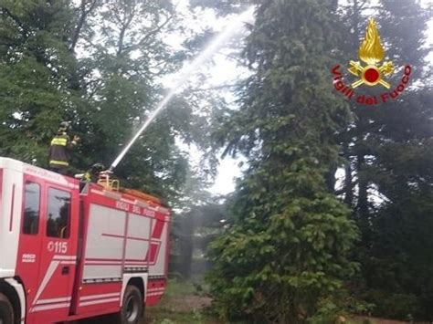 Borgo San Lorenzo Fulmine Incendia Un Albero Intervento Dei Vigili