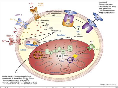 Figure 1 From The Healthy Cell Bias Of Estrogen Action Mitochondrial