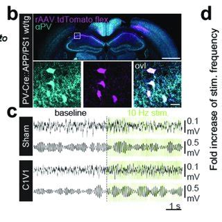 Optogenetic Stimulation Of Pv Interneurons Drives Lfp Frequencies