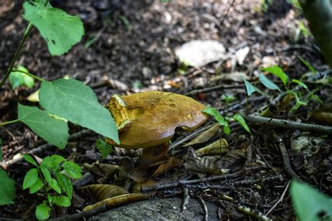 Champignons Forêt Les Plantes Photo gratuite sur Pixabay Pixabay