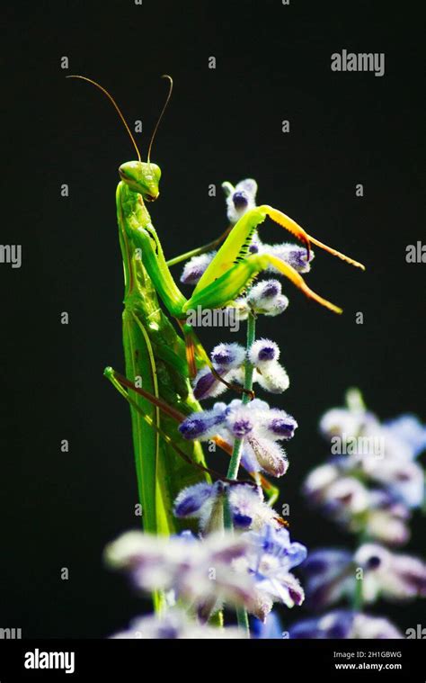 Praying Mantis Pose Hi Res Stock Photography And Images Alamy