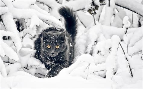 cat, Snow, Animals, Yellow Eyes, Black Cats Wallpapers HD / Desktop and ...