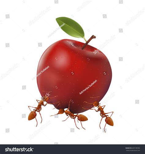 The Ants Powerful Carrying Apple Isolated On White Background Vector