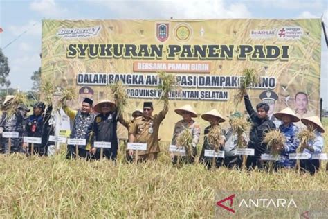 Kalsel Produksi Ribu Ton Padi Hingga Oktober Antara News