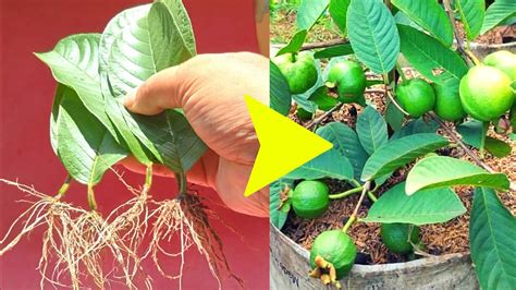 How To Grow Guava Trees From Guava Leaves Diy Propagation Growing