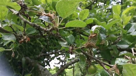 Pucerons Chenilles Lichen Lierre Youtube