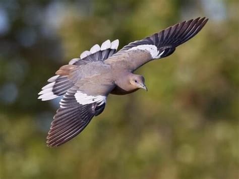 White-winged Dove | Celebrate Urban Birds