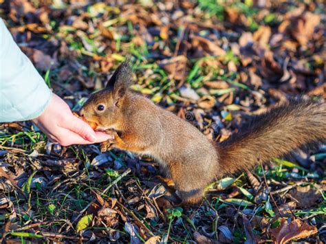 Wintereichhörnchen Isst Eine Nuss Von Einer Weiblichen Hand Eurasisches