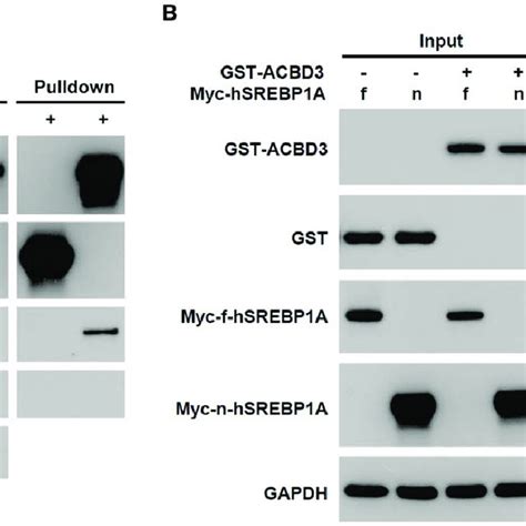 Hek293t Cells Were Transfected With Fixed A Or Different B Amount