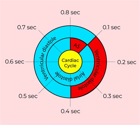 Cardiac Cycle Diagram Explained