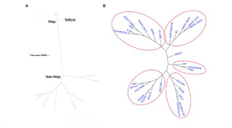 Core Gene Phylogeny Inferred From Roary Analysis Of 28 M Avium