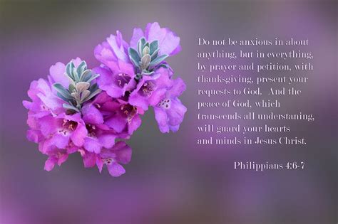 Sage Blossoms Philippians 4 Vs 6 7 Photograph By Linda Phelps