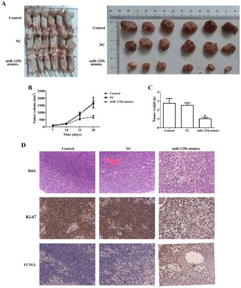 MiR 125b Suppresses EC109 Cell Growth In Vivo A EC109 Cells 1x10 6