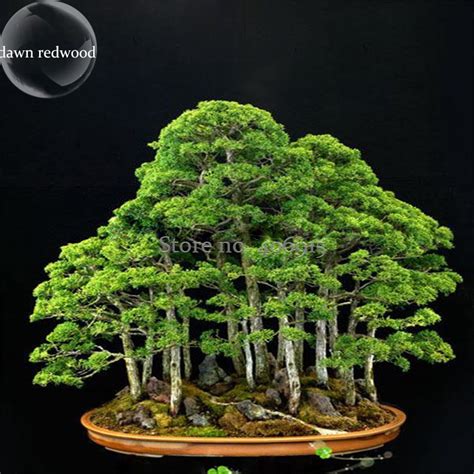 Us Bonsai Metasequoia Dawn Redwood Evergreen Ornamental Plants