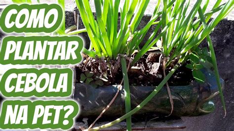 Como plantar cebolinha em garrafa pet de forma simples fácil Dica passo