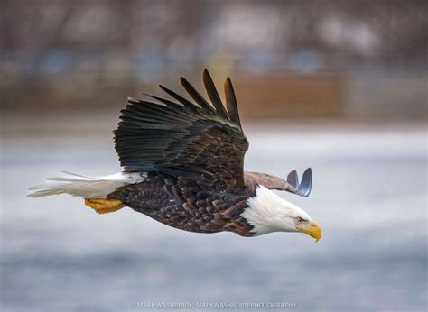Dynamic Flying and Keen Eyesight: The Survival Skills of Bald Eagles