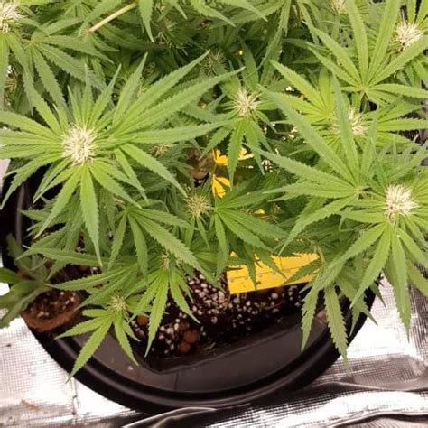 New420guy Seeds Tajikistani Hash Plant Grow Diary Journal Week11 By