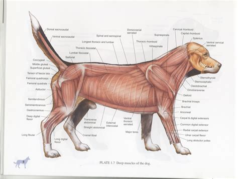 Image Result For Pitbull Anatomy Pitbulls Dog Training Dogs