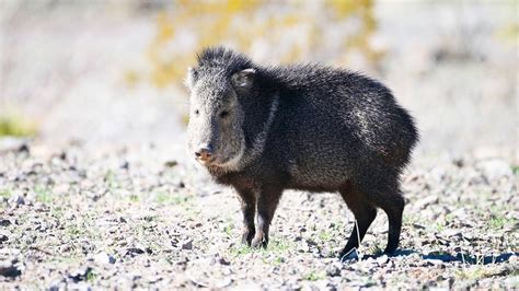 Javelina Big Bend National Park Youtube