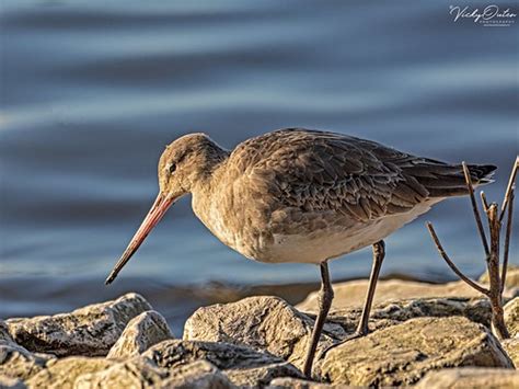 Black Tailed Godwit Mm Wwt Martin Mere Burscough Flickr