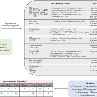 Tissue Distribution Of Prototypes And Metabolites And Biotransformation