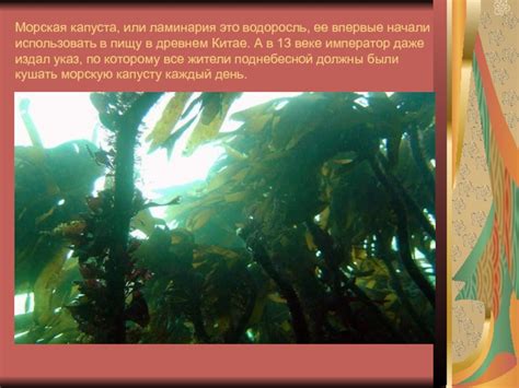 Морская капуста презентация, доклад