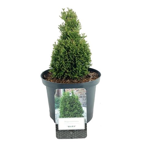 Thuja Occidentalis Maks Plant Wholesale FlorAccess