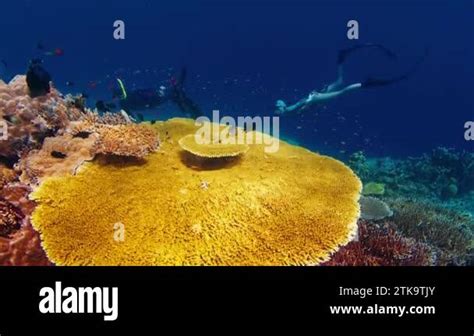 Freediving On The Reef With Fish Group Of Freedivers Glide Underwater