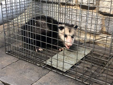 Opossum Removal Mr Wildlife Removal