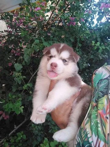 Husky Siberiano machos e fêmeas pelagem Wooly belíssimos Cachorros e