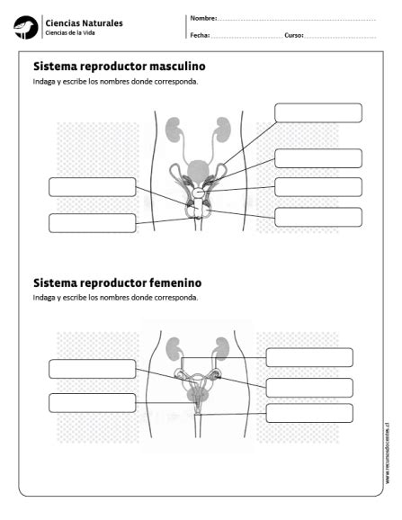 Sistema Reproductor Masculino Y Femenino Ense Anza Biolog A Ciencias