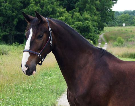 Breed | Warmblood Sales