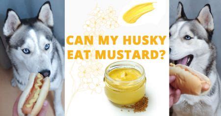 Siberian Husky diet - All you need to know - Husky Advisor