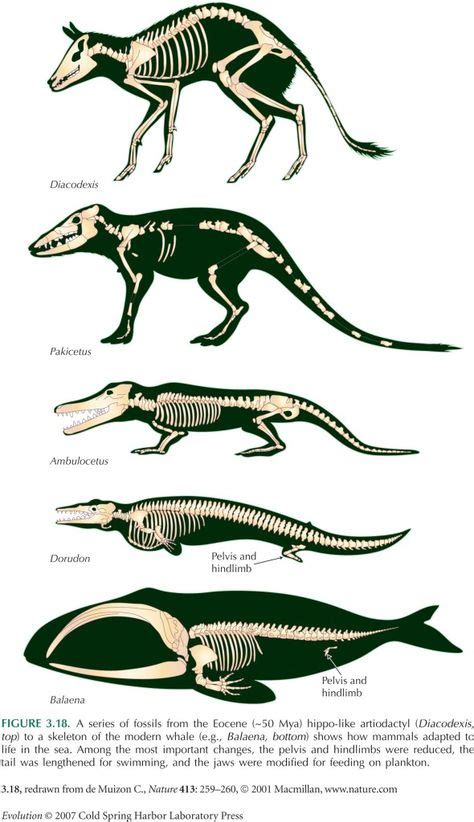 A Series Of Fossils From The Eocene 50 Mya Hippo Like Artiodactyl To