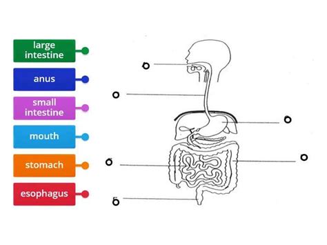 The Ultimate Guide Labeling The Digestive System Answer Key For